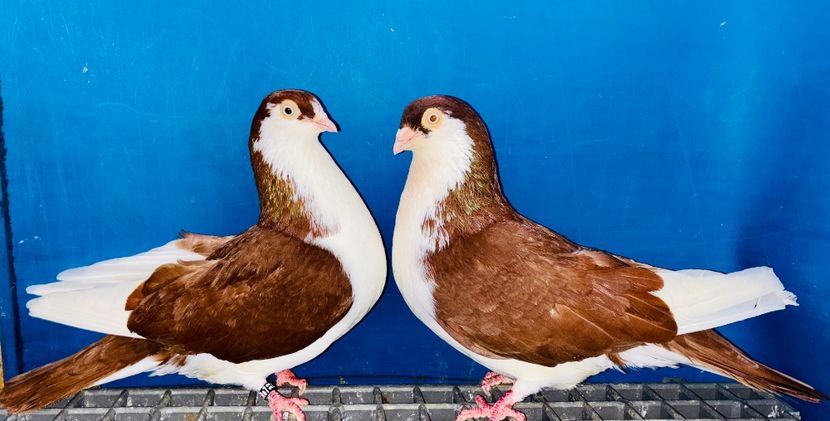 Perechea - B - Perechi 2025