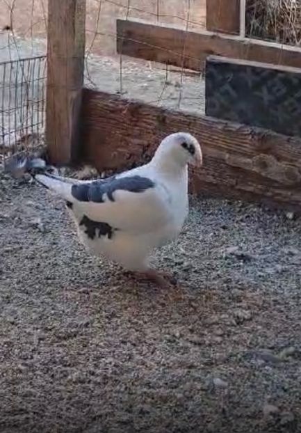 072D1F91-FFFF-41D3-AC6E-BE04FFD15977 - AMERICAN GIANT HOMER 2025