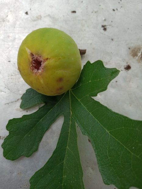 7449386c-93c8-4a90-ab13-82220b023b3d-1_all_1632 - Smochini