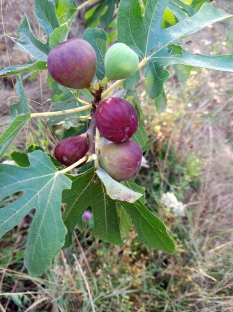 7449386c-93c8-4a90-ab13-82220b023b3d-1_all_1524 - Smochini