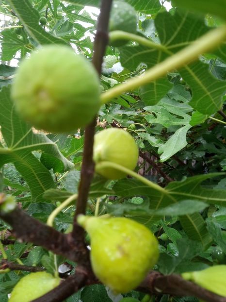 7449386c-93c8-4a90-ab13-82220b023b3d-1_all_1523 - Smochini