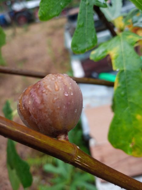 7449386c-93c8-4a90-ab13-82220b023b3d-1_all_1522 - Smochini