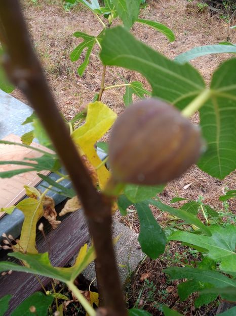 7449386c-93c8-4a90-ab13-82220b023b3d-1_all_1519 - Smochini