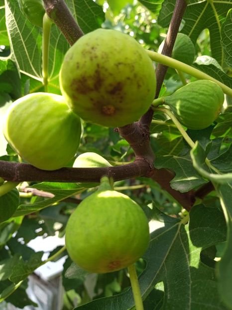 7449386c-93c8-4a90-ab13-82220b023b3d-1_all_1495 - Smochini