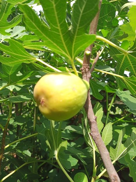 7449386c-93c8-4a90-ab13-82220b023b3d-1_all_1440 - Smochini