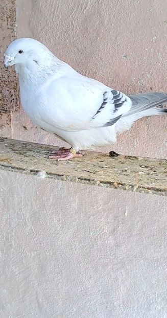 Screenshot_20250226_164049_Gallery - VOIAJOR ROMANESC DE FRUMUSETE MASCULI