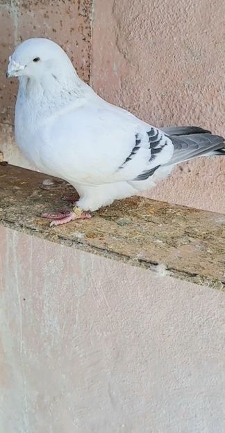 Screenshot_20250226_163614_Gallery - VOIAJOR ROMANESC DE FRUMUSETE MASCULI