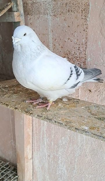 Screenshot_20250226_155357_Gallery - VOIAJOR ROMANESC DE FRUMUSETE MASCULI