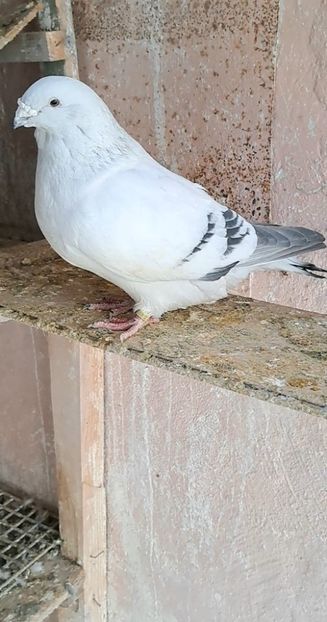 Screenshot_20250226_155345_Gallery - VOIAJOR ROMANESC DE FRUMUSETE MASCULI