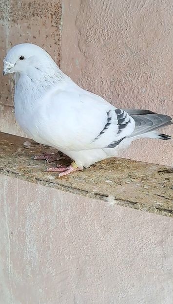 Screenshot_20250226_155241_Gallery - VOIAJOR ROMANESC DE FRUMUSETE MASCULI