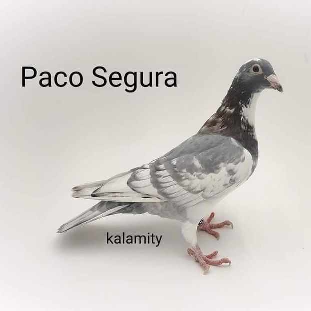  - Nu îmi aparțin 9