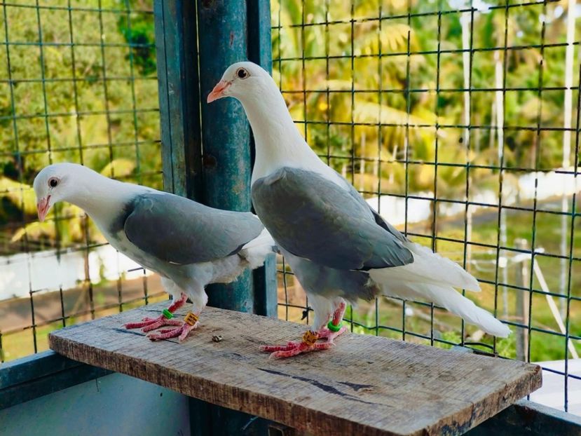  - Nu îmi aparțin 9