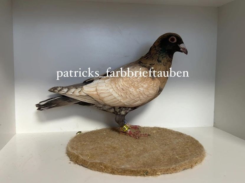  - Nu îmi aparțin 9