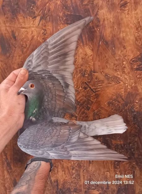  - Nu îmi aparțin 9