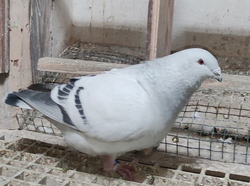 36 (M.) ARCHIWUM - k-MLODE 2024 YOUTH