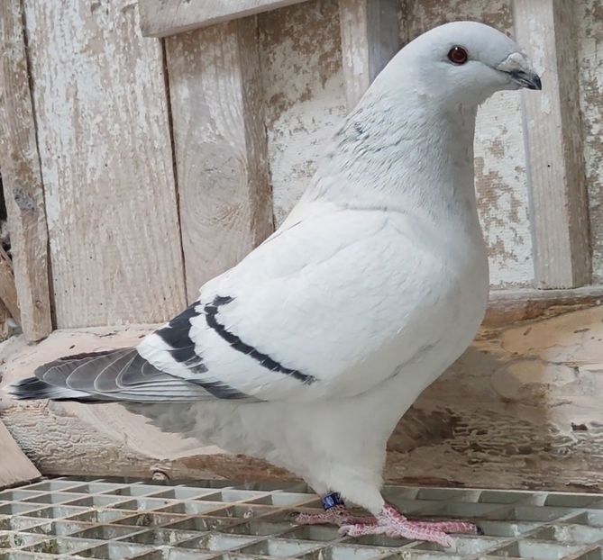 PL24-JRS40 - b- SAMICZKI-Females
