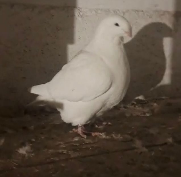 32436A51-7E42-46A9-AC46-F2EF0AF2BBE1 - AMERICAN GIANT HOMER 2025