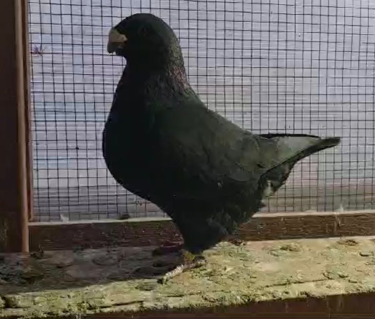 1CD4D537-14FA-4B93-93D5-A567CD1BD6F2 - AMERICAN GIANT HOMER 2025