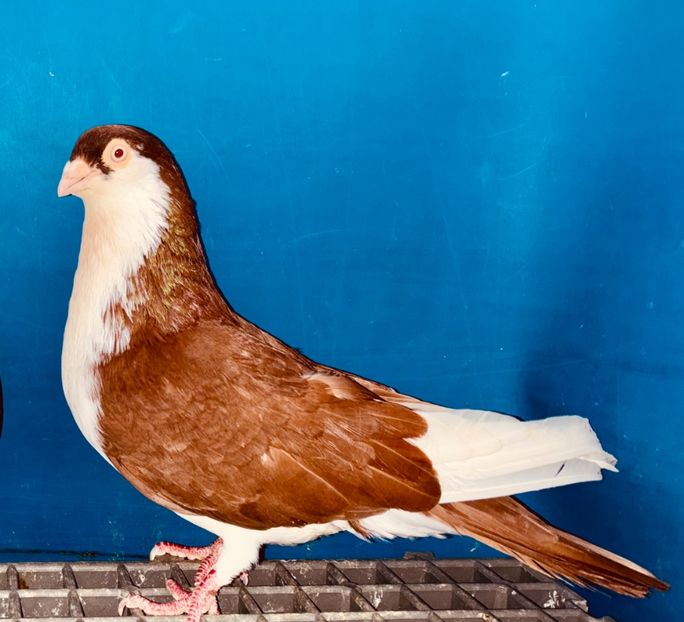 19848  Mascul  2023 - Jucători de Galați