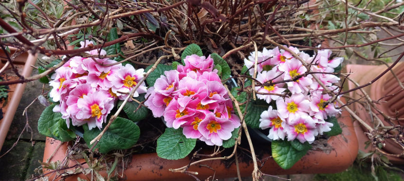  - 2024 - 04 - 2025 - 00 - Iarna