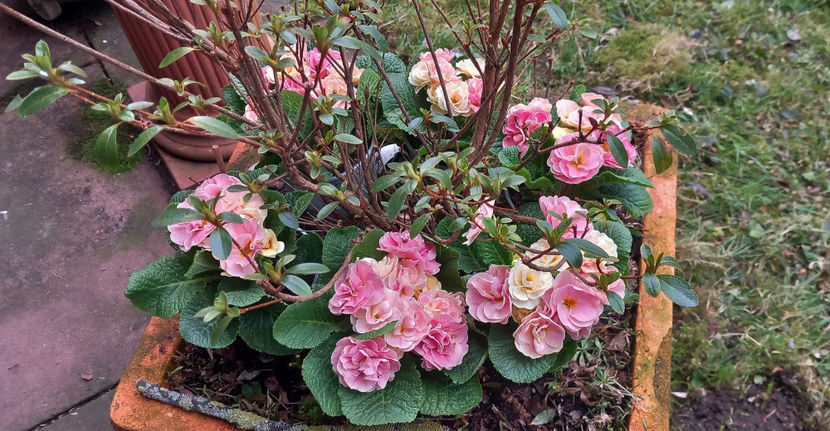  - 2024 - 04 - 2025 - 00 - Iarna