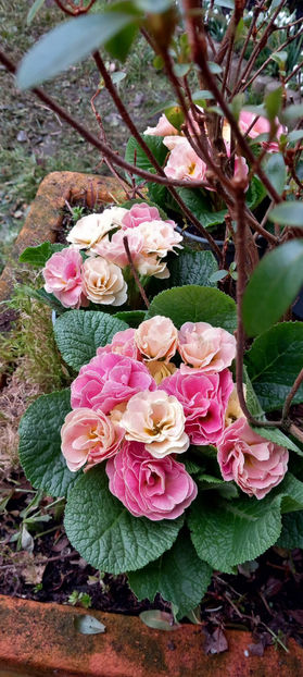  - 2024 - 04 - 2025 - 00 - Iarna