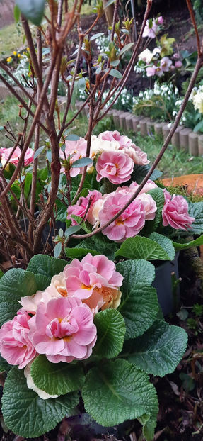  - 2024 - 04 - 2025 - 00 - Iarna