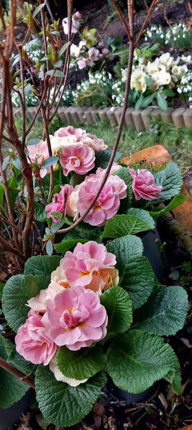  - 2024 - 04 - 2025 - 00 - Iarna