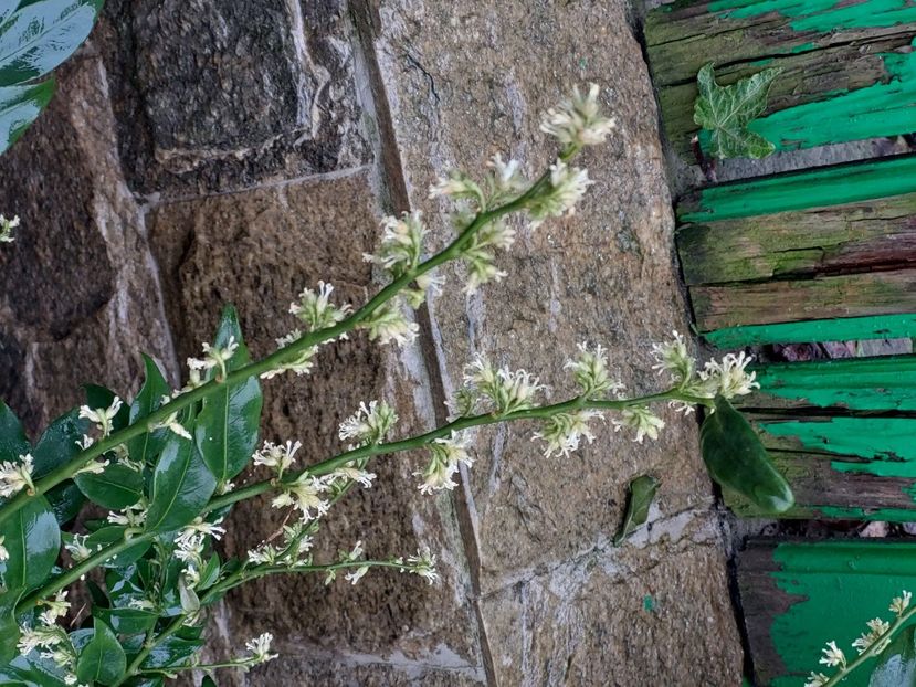 sarcococca confusa sau merisor dulce - 2025 ian feb martie