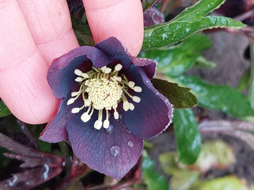 Helleborus orientalis Metallic Lady - 2025 ian feb martie