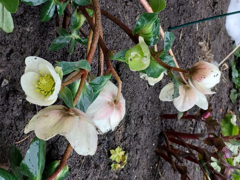 helleborus frosty - 2025 ian feb martie