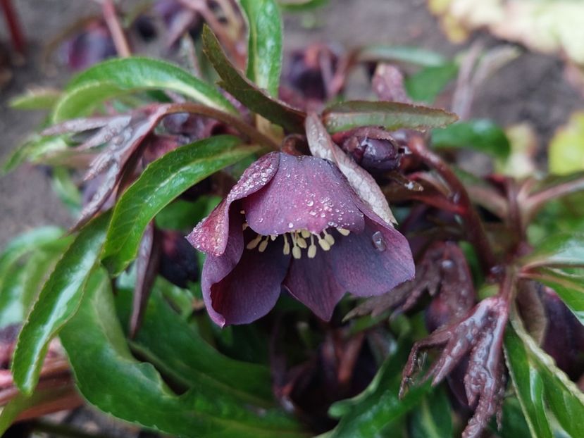 Helleborus orientalis Metallic Lady - 2025 ian feb martie