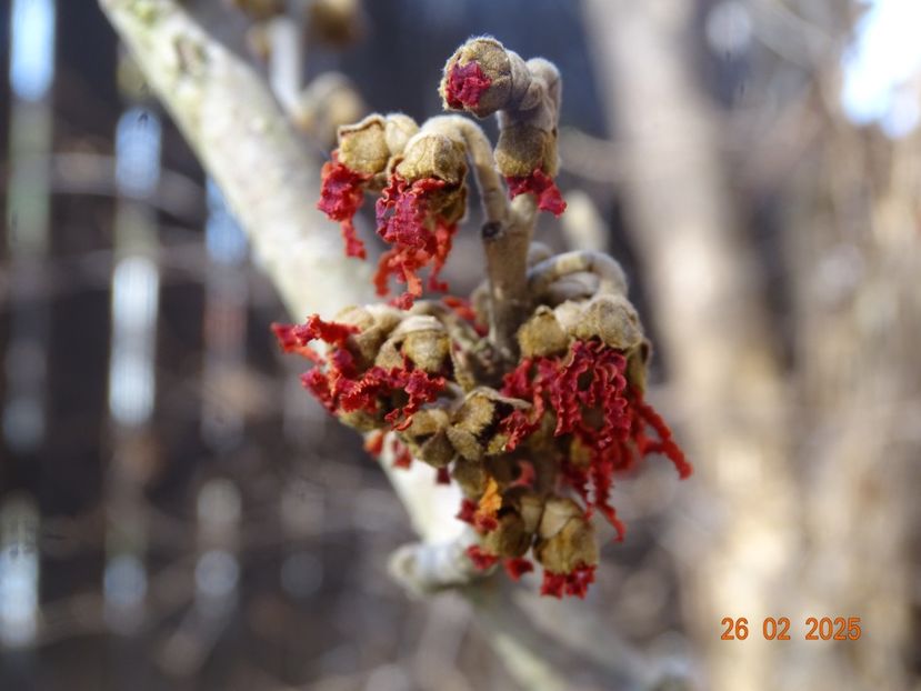 hamamelis Stolwijk Red - Copacei si arbusti 2025