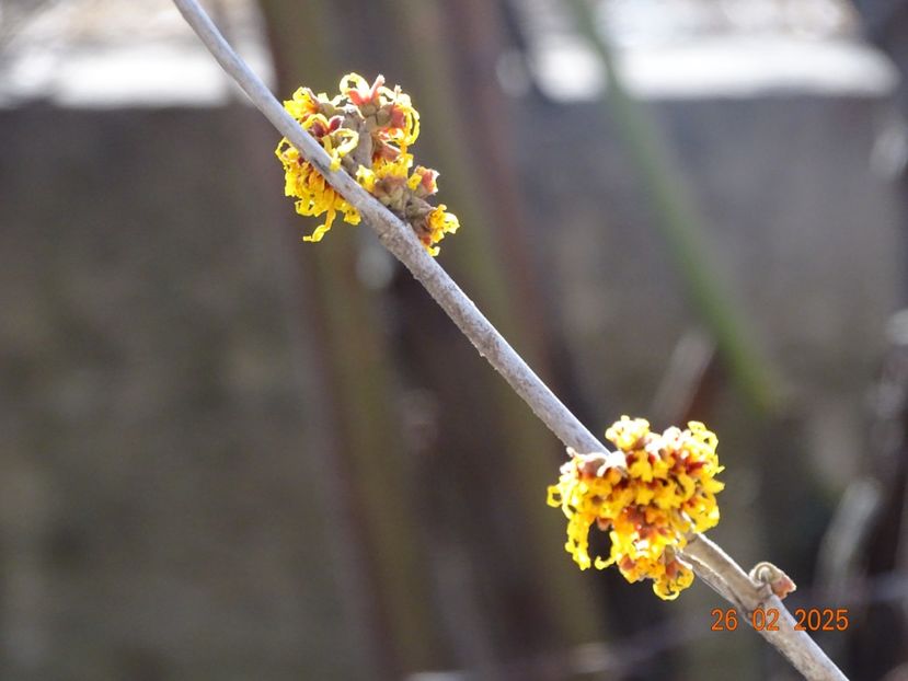 hamamelis Orange Beauty - Copacei si arbusti 2025