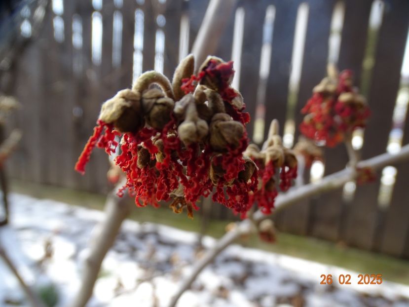 hamamelis Stolwijk Red - Copacei si arbusti 2025
