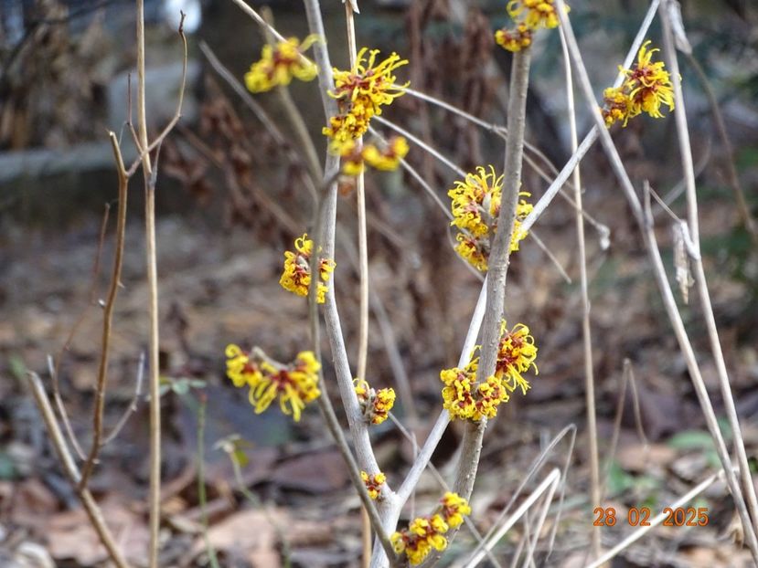hamamelis Orange Beauty - Copacei si arbusti 2025