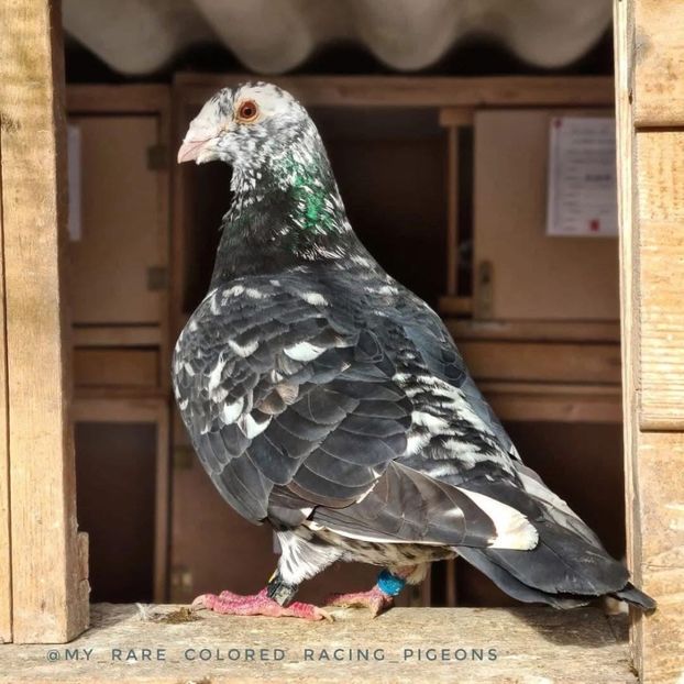  - Nu îmi aparțin 9