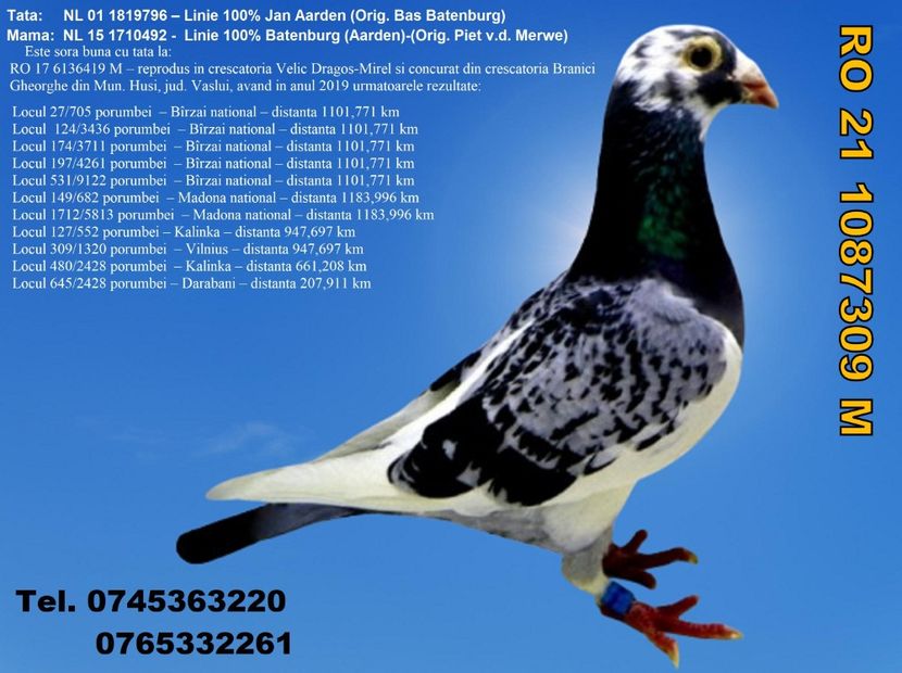 RO 21 1087309 F REZERVATA IASI Pret 150 lei + transportul - ARHIVA