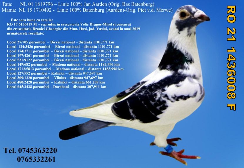 RO 21 1436008 F REZERVATA GHINEA AUREL PRAHOVA  150 lei + transportul - ARHIVA