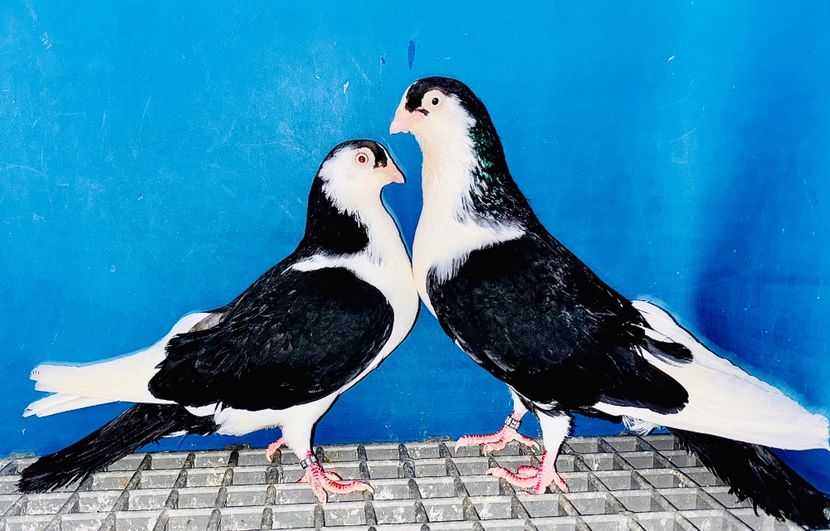 Perechea  21 - B - Perechi 2025