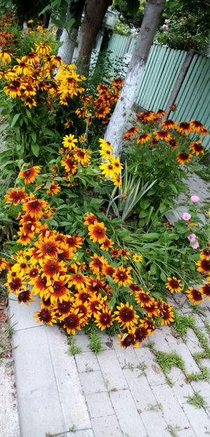  - -SORENCUTE - RUDBECKIA HIRTA AUTUMN FOREST