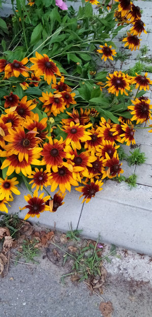  - -SORENCUTE - RUDBECKIA HIRTA AUTUMN FOREST
