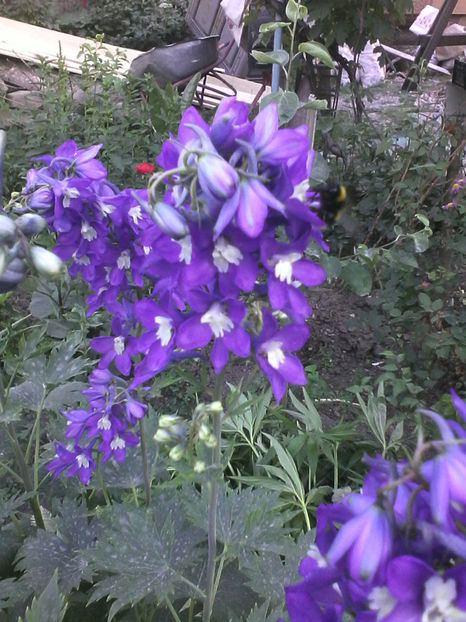  - -DELPHINIUM - AURORA DEEP PURPLE