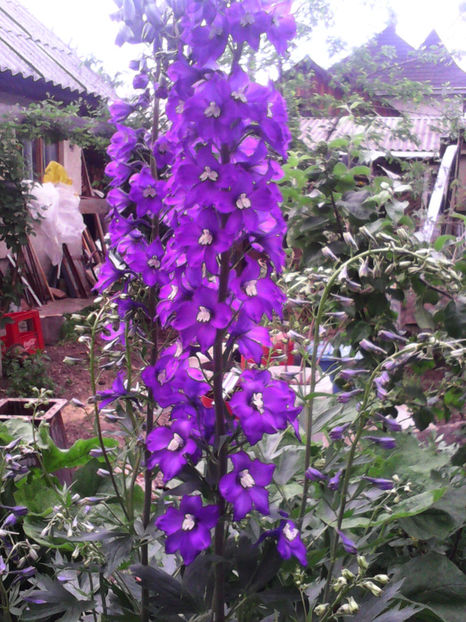  - -DELPHINIUM - AURORA DEEP PURPLE