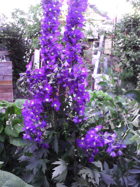  - -DELPHINIUM - AURORA DEEP PURPLE