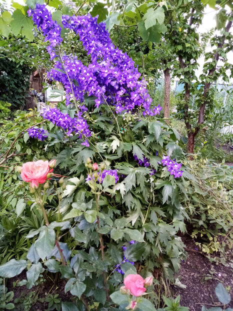  - -DELPHINIUM - AURORA DEEP PURPLE