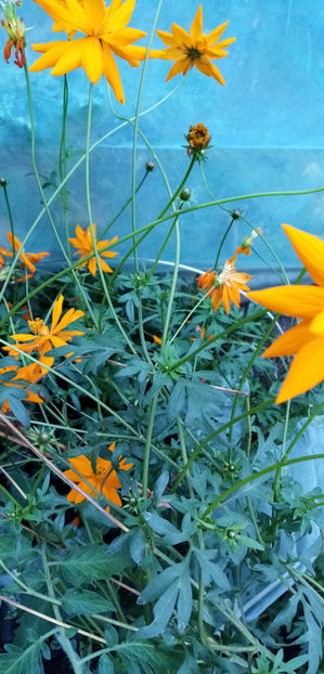  - -COSMOS PORTOCALIU - BIPINNATUS BRYGHT LYGHTS