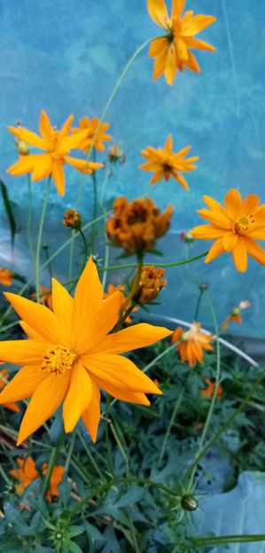  - -COSMOS PORTOCALIU - BIPINNATUS BRYGHT LYGHTS