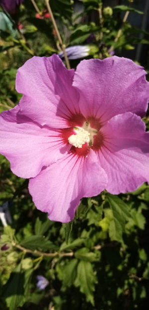  - -HIBISCUS DE GRADINA - HIBISCUS SYRIACUS