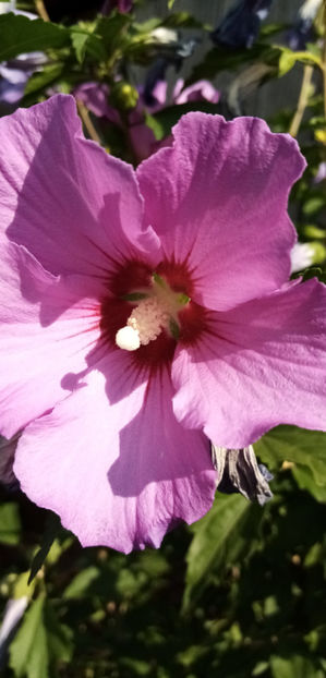  - -HIBISCUS DE GRADINA - HIBISCUS SYRIACUS